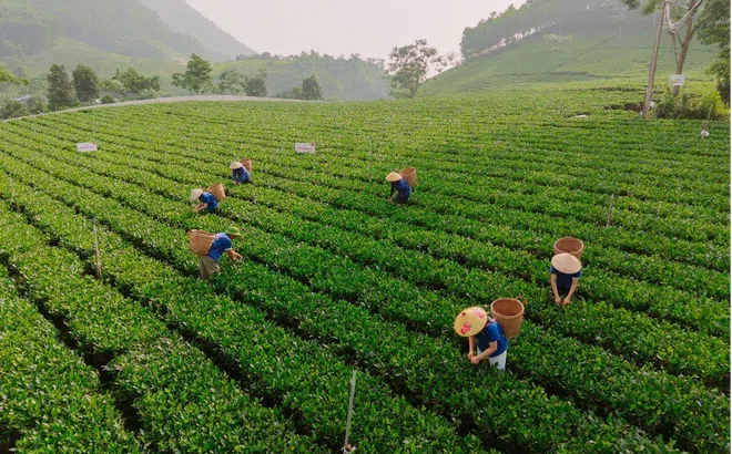 Trăm năm trà Việt - Khát vọng vươn tầm