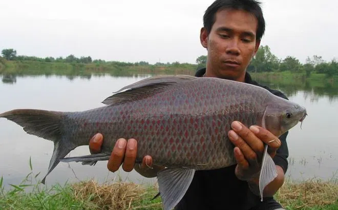 Người đàn ông nguy kịch vì ăn mật cá éc