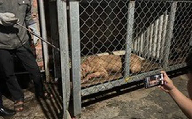 Bé trai 7 tuổi tử vong sau 1 tháng bị chó cắn