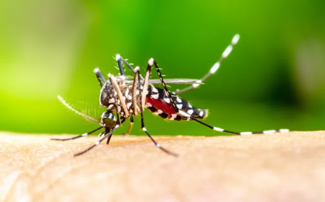 Công trình ở TP.HCM có nguy cơ thành ổ dịch sốt xuất huyết