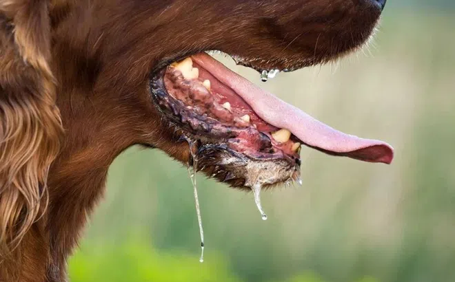 Người đàn ông phát bệnh dại sau 2 tháng bị chó cắn