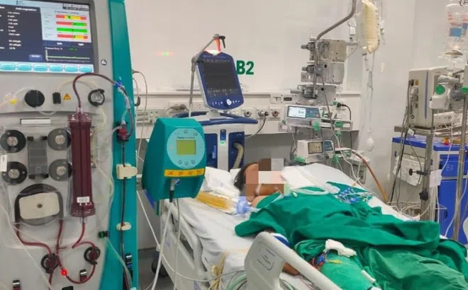 Bé gái nguy kịch vì bị ong mật đốt