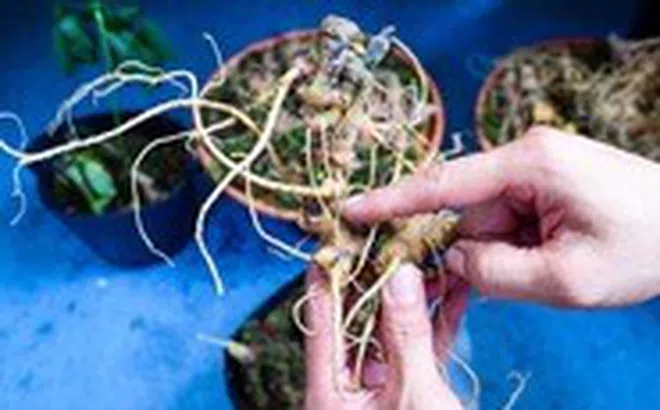 Nhân sâm có thực sự giúp giảm cân?