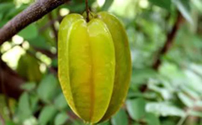 Những lợi ích sức khỏe tuyệt vời của trái khế nhiều người chưa biết