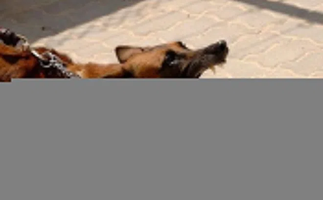 Ba người ở Đồng Nai bị chó dại cắn