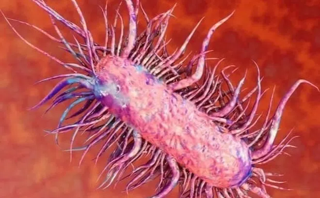 4 người ở Quảng Ninh nhiễm vi khuẩn 'ăn thịt người'