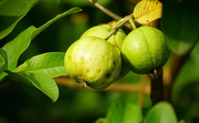 Loại trái cây là ‘vua’ vitamin C