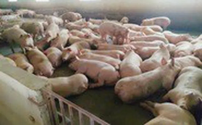 Boehringer Ingelheim đưa ra các giải pháp phòng bệnh, bảo vệ toàn diện cho đàn heo