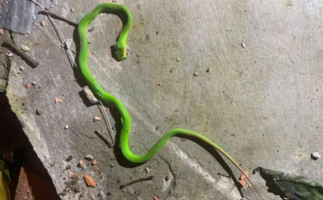 Thiếu niên nhập viện ở TP.HCM vì rắn bò vào nhà cắn