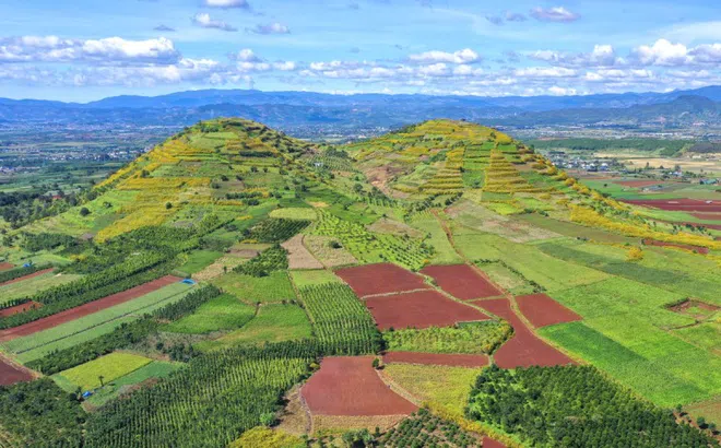 Dã quỳ nở khắp Đà Lạt