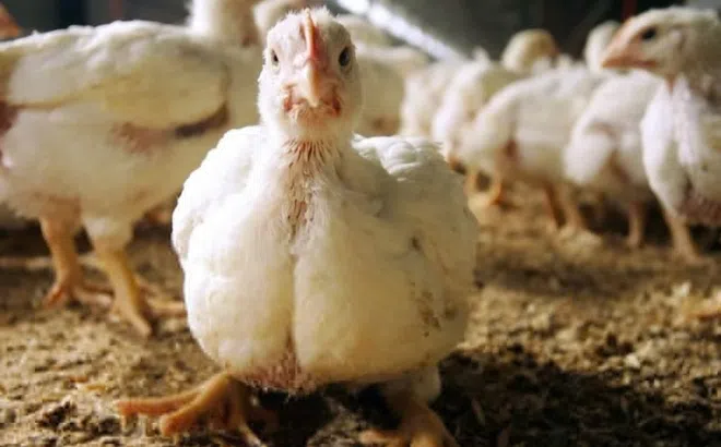 Canada phát hiện ca nhiễm virus cúm gia cầm đầu tiên ở người