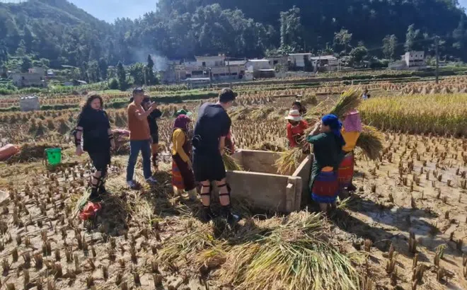 Khách Tây gặt lúa ở Hà Giang