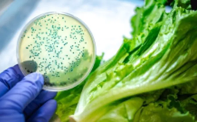 Cách vi khuẩn E. coli xâm nhập vào cơ thể