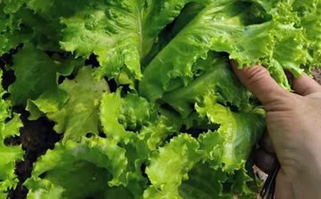 Nhiều loại ký sinh trùng tưởng tuyệt chủng lại xuất hiện ở Việt Nam