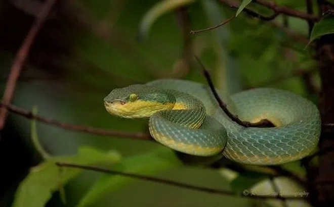 Cứu nữ sinh 15 tuổi bị rắn tre cắn