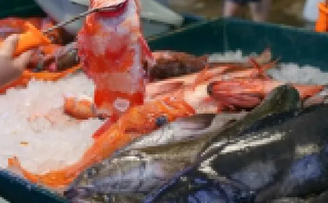 Cách nhận biết cá không còn tươi