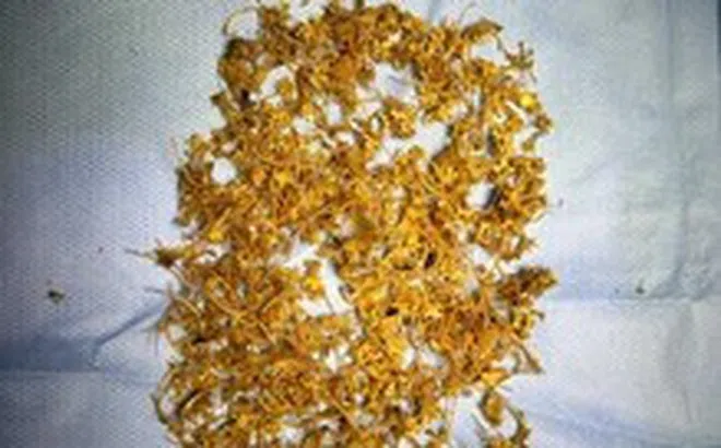 Tắc ruột vì dày đặc mảnh xương nhỏ sau khi ăn rắn bông súng hầm sả