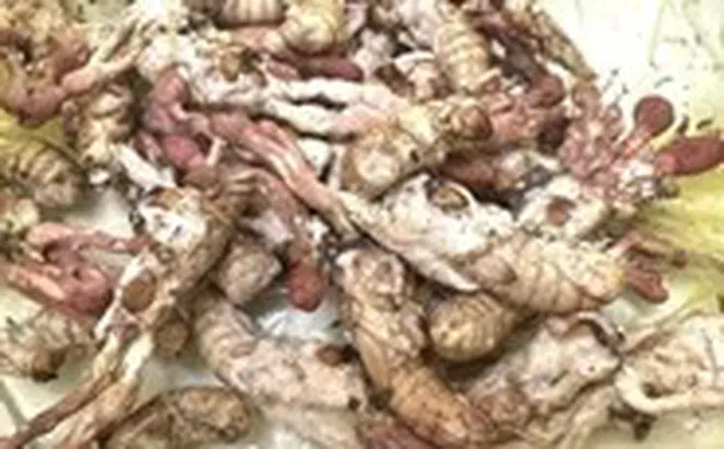 Ăn nấm mọc trên nhộng ve sầu vì nghĩ là đông trùng hạ thảo, bị ngộ độc nguy kịch