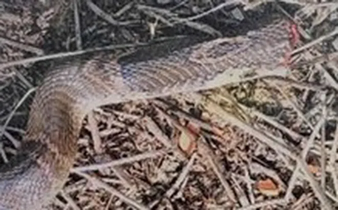 Cấp cứu bé trai nguy kịch vì bị rắn hổ mang bò vào nhà cắn gót chân