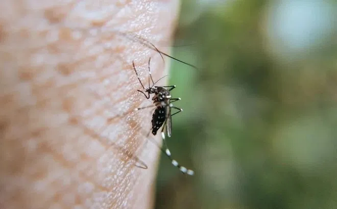 Muỗi vừa sinh sôi mưa đã dồn dập, sốt xuất huyết chực chờ bùng phát
