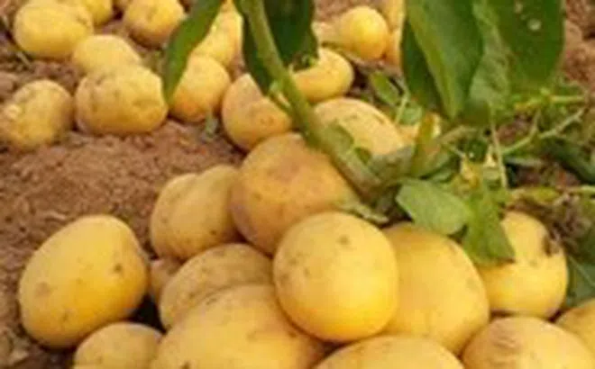 Những loại rau chứa tinh bột có lợi cho sức khỏe