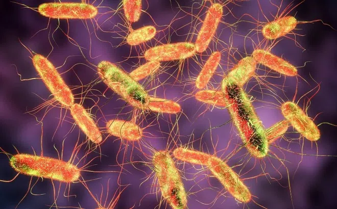 Những triệu chứng cảnh báo nhiễm khuẩn Salmonella