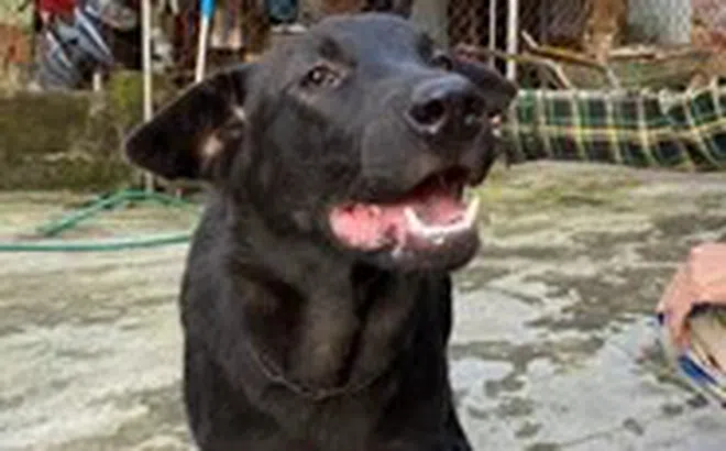 Bé trai 2 tuổi bị chó nhà người thân cắn rách đầu