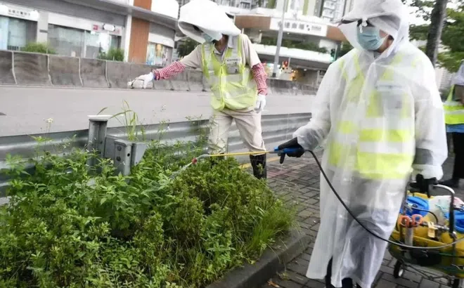 Chikungunya là bệnh gì?