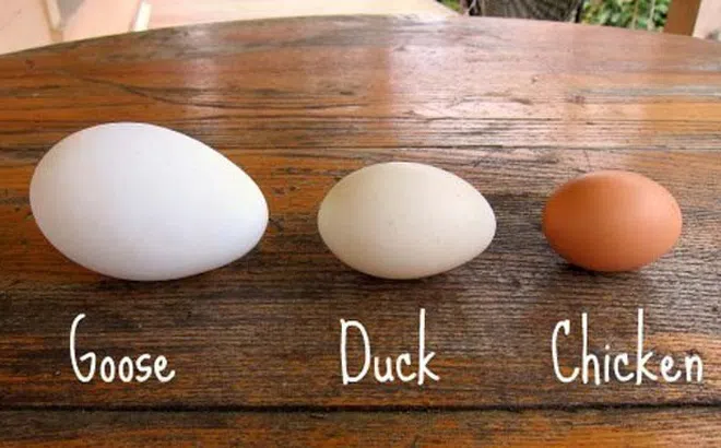 Trứng ngỗng có thật sự tốt hơn các loại trứng khác mà các bà bầu phải cố tìm mua?