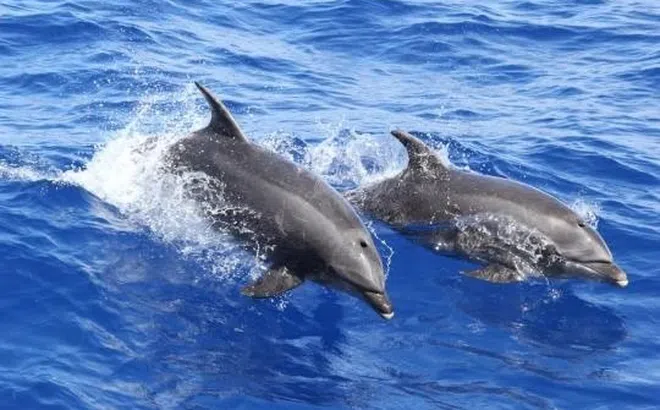 Cái chết của cá heo phơi bày một hiểm họa