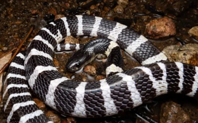 Rắn hổ mang bò vào bồn cầu, bác sĩ cảnh báo đỉnh điểm mùa rắn cắn