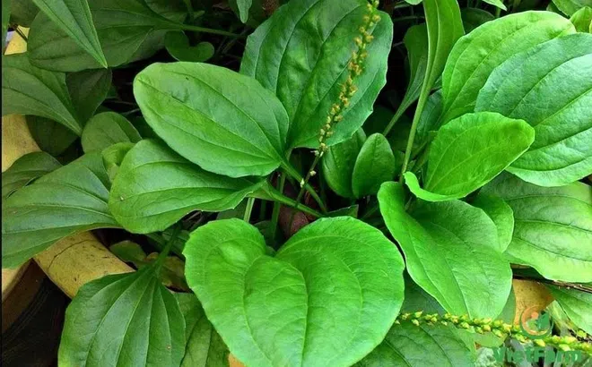 Cây mã đề chữa được những bệnh gì?