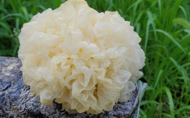 4 món canh thuốc giúp dưỡng âm, bảo vệ phổi