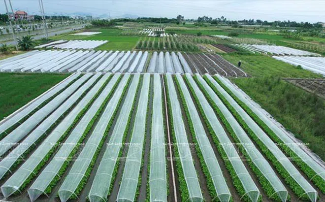 Một số giải pháp nâng cao hiệu quả hoạt động của các HTX nông nghiệp trên địa bàn Hà Nội